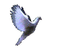 dove